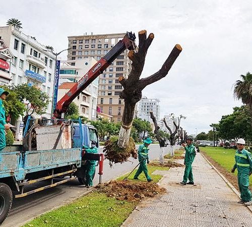 Địa chỉ cung cấp cây văn phòng tại Tây Ninh nào uy tín được nhiều người lựa chọn nhất?